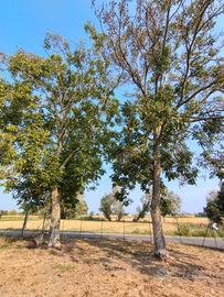 legna di noce gratis