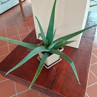 Aloe Vera 