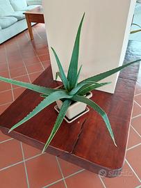 Aloe Vera 