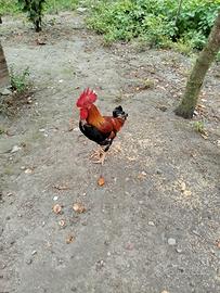 gallo