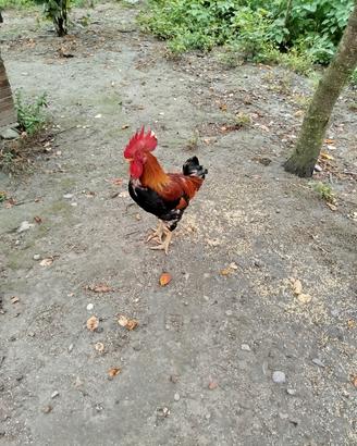 gallo