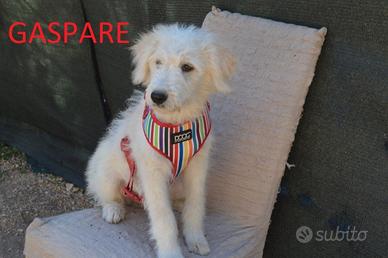 Gaspare ginevra geremia 3mesi tg medio grande