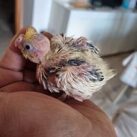 Piccoli di calopsiti