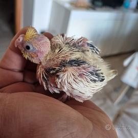 Piccoli di calopsiti