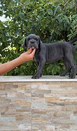Cucciole cane corso
