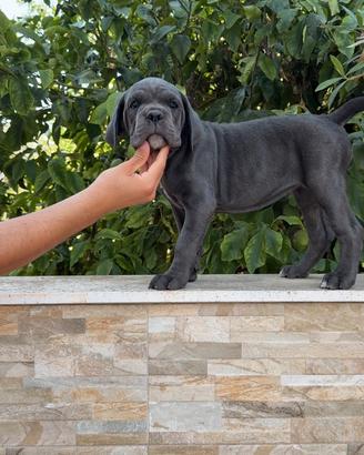 Cucciole cane corso