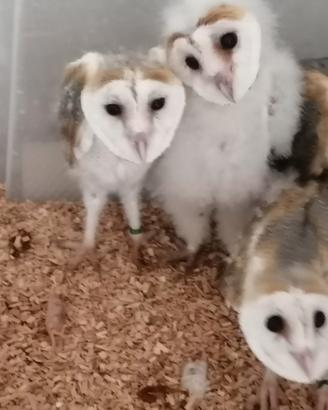 rapace /gufi notturni