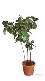 Ficus Lyrata - Altezza 2 Metri - 3 Fusti