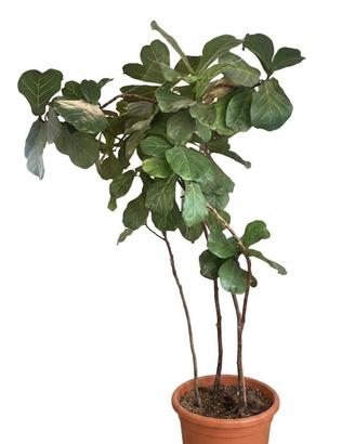 Ficus Lyrata - Altezza 2 Metri - 3 Fusti