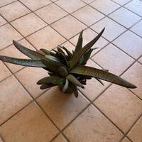 Pianta grassa in vaso – decorativa e resistente