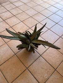 Pianta grassa in vaso – decorativa e resistente