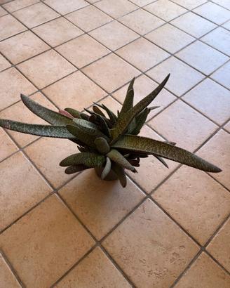 Pianta grassa in vaso – decorativa e resistente