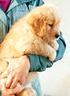 golden-retriever-americano-cucciolata-del-9-sett