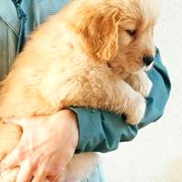 Golden Retriever Americano cucciolata del 9 Sett