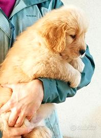 Golden Retriever Americano cucciolata del 9 Sett