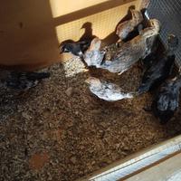 Pulcino Livorno collo d'oro