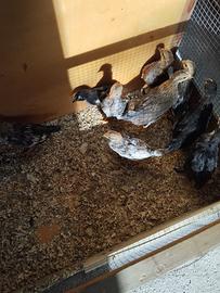 Pulcino Livorno collo d'oro