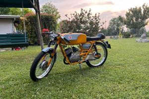 CF MECCANICA PESARO JUNIOR gt 50