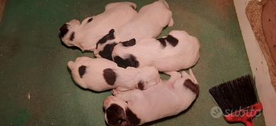 Cuccioli setter