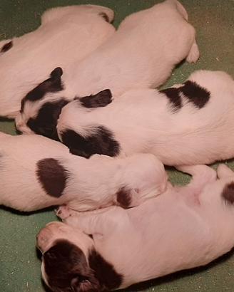 Cuccioli setter