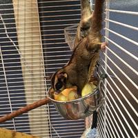 Petauri dello zucchero