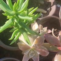 Piante grasse e magre