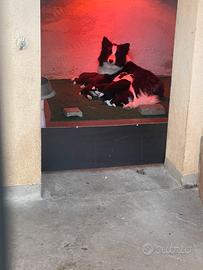 Border collie femmine con pedigree