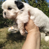 Cuccioli shitzu