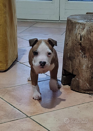 Cuccioli di Amstaff