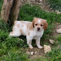 Breton maschio pedigree enci