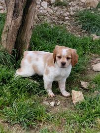 Breton maschio pedigree enci