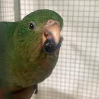 Parrocchetto Reale Australiano