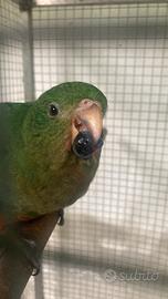 Parrocchetto Reale Australiano