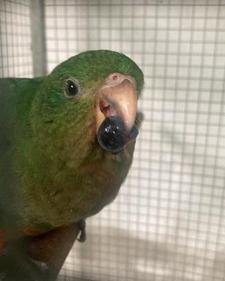 Parrocchetto Reale Australiano
