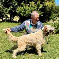 Setter inglese crocedomini - d'alessandris