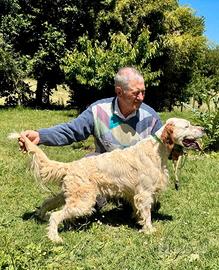 Setter inglese crocedomini - d'alessandris