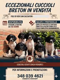 Epagneul breton
