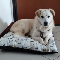 Cane simil Pastore Australiano