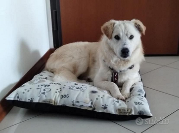 Cane simil Pastore Australiano