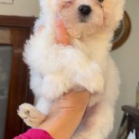 Maltese
