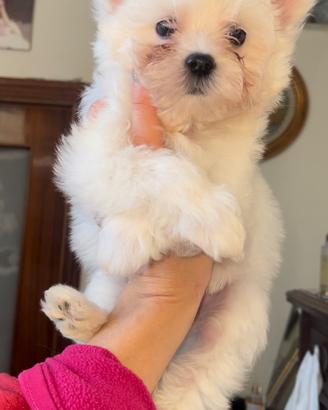 Maltese