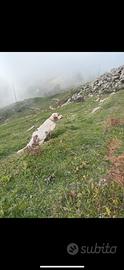 Setter inglese