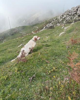 Setter inglese