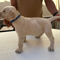 Cuccioli di Labrador