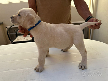 Cuccioli di Labrador