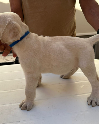 Cuccioli di Labrador