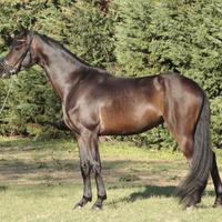 Cavallo hannover da dressage