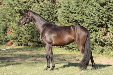 Cavallo hannover da dressage