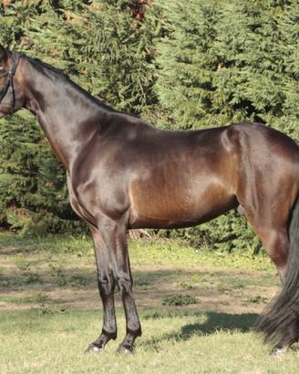 Cavallo hannover da dressage