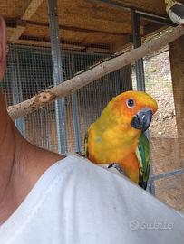 Calopsita e conuro del sole